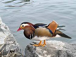 Attēlu rezultāti vaicājumam “Aix galericulata”