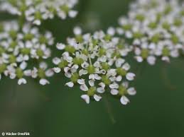 Attēlu rezultāti vaicājumam “Conioselinum tataricum”