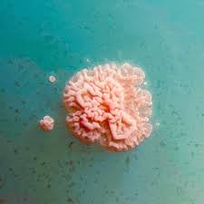 Attēlu rezultāti vaicājumam “Urocystis anemones spores”