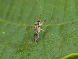 Attēlu rezultāti vaicājumam “Phytocoris longipennis”