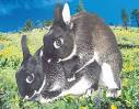 uk bunny sex tape