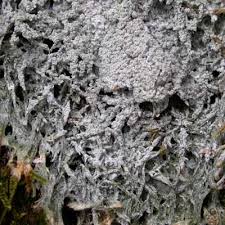 Attēlu rezultāti vaicājumam “Pertusaria albescens”