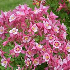 Image result for Aquilegia caerulea