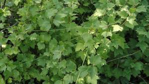 Attēlu rezultāti vaicājumam “Ribes alpinum”