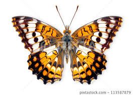 Attēlu rezultāti vaicājumam “Nymphalidae”