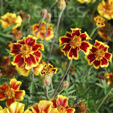 Image result for Tagetes patula