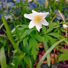 Attēlu rezultāti vaicājumam “Anemone nemorosa leaf”