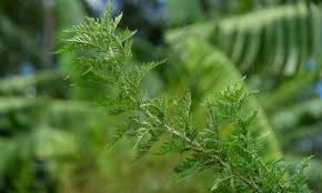 Image result for Artemisia annua