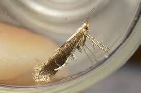 Attēlu rezultāti vaicājumam “Argyresthia semifusca”