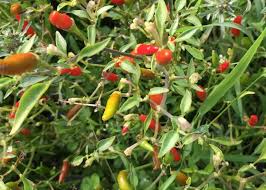 Afbeeldingsresultaat voor topepo giallo sweet pepper