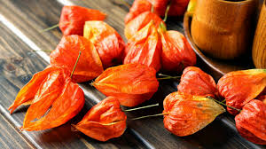 Image result for Lampionblume