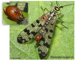 Attēlu rezultāti vaicājumam “Panorpa communis”