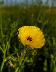 Attēlu rezultāti vaicājumam “Hypochaeris maculata leaf”