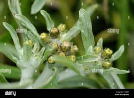 Attēlu rezultāti vaicājumam “Gnaphalium uliginosum leaf”