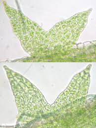 Attēlu rezultāti vaicājumam “Cephaloziella hampeana”