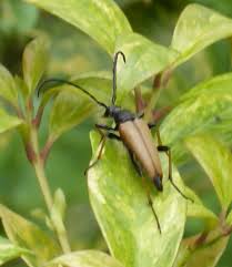 Attēlu rezultāti vaicājumam “Leptura rubra”
