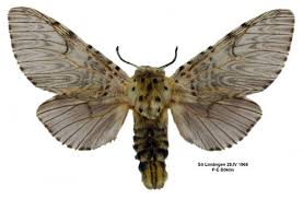 Attēlu rezultāti vaicājumam “Cerura vinula”