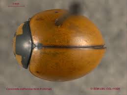 Attēlu rezultāti vaicājumam “Coccinella hieroglyphica”
