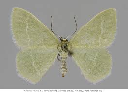 Attēlu rezultāti vaicājumam “Chlorissa viridata”