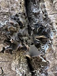 Attēlu rezultāti vaicājumam “Leptogium saturninum”