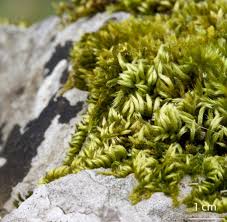 Attēlu rezultāti vaicājumam “Homalothecium sericeum”
