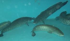 Image result for Channa argus