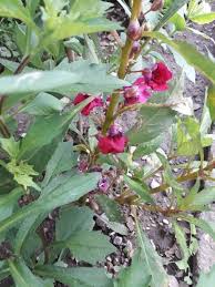 Image result for Impatiens balsamina