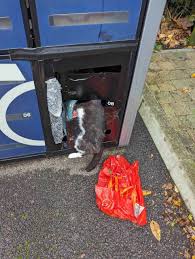 Image result for cat found