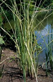 Attēlu rezultāti vaicājumam “Schoenoplectus lacustris subsp. glaucus”