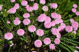 Attēlu rezultāti vaicājumam “Tubifera ferruginosa (subsp. ferruginosa)”