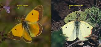 Attēlu rezultāti vaicājumam “Colias croceus underside”