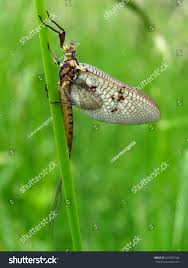 Attēlu rezultāti vaicājumam “Ephemera sp.”