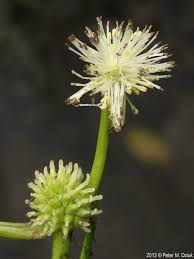 Attēlu rezultāti vaicājumam “Sparganium minimum fruit”