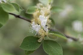 Attēlu rezultāti vaicājumam “Lonicera xylosteum flower”