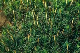 Attēlu rezultāti vaicājumam “Polytrichum formosum”