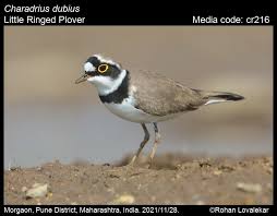 Attēlu rezultāti vaicājumam “Charadrius dubius”