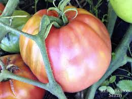 Afbeeldingsresultaat voor CDB tomato