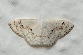 Attēlu rezultāti vaicājumam “Drepanidae”