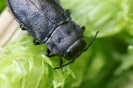 Attēlu rezultāti vaicājumam “Anthaxia quadripunctata”