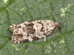 Attēlu rezultāti vaicājumam “Dichelia histrionana”