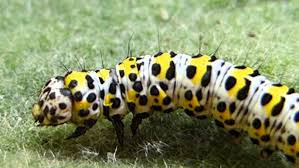 Attēlu rezultāti vaicājumam “Cucullia verbasci”