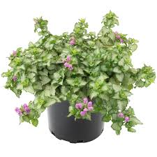 Attēlu rezultāti vaicājumam “Lamium”