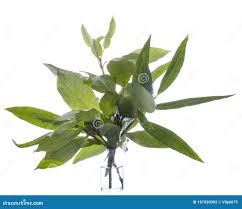 Attēlu rezultāti vaicājumam “Salix myrsinifolia”