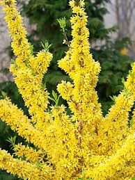 Attēlu rezultāti vaicājumam “Forsythia viridissima flower”