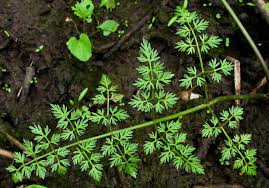 Attēlu rezultāti vaicājumam “Oenanthe oenanthe”