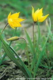 Attēlu rezultāti vaicājumam “Tulipa sylvestris”