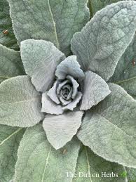 Attēlu rezultāti vaicājumam “Verbascum thapsus leaf”