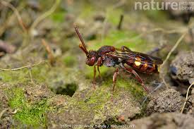 Attēlu rezultāti vaicājumam “Andrena haemorrhoa female”