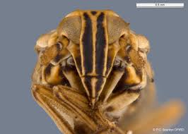 Attēlu rezultāti vaicājumam “Javesella pellucida”