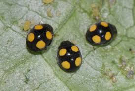 Attēlu rezultāti vaicājumam “Coccinellidae”